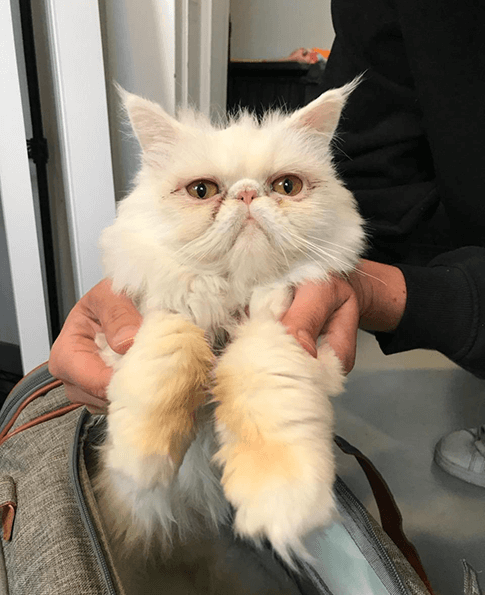 Chowder | NEKO: A Cat Cafe | SIP THE DRINKS. PET THE CATS. | Seattle ...