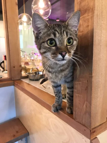 Basil