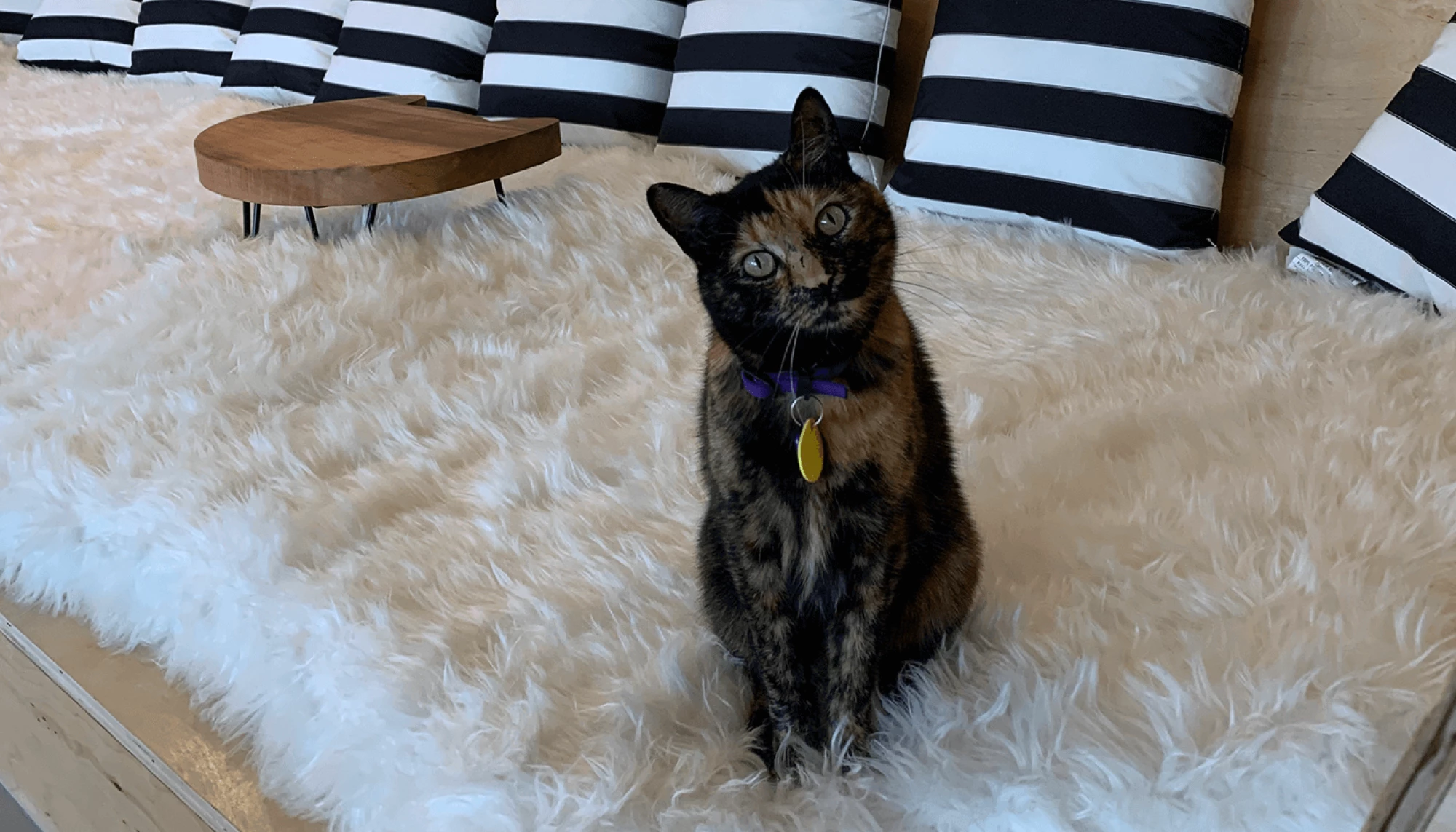 COFFEE, BEER, AND CATS: THE PURRRFECT COMBINATION.