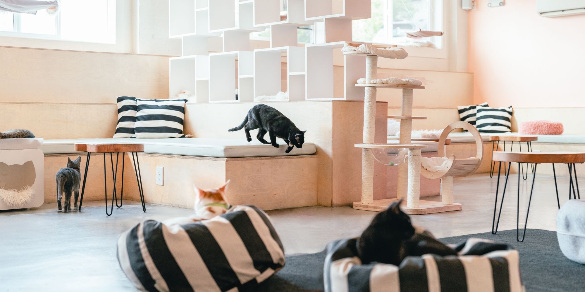 Xena: Warrior Purrincess | NEKO: A Cat Cafe | SIP THE DRINKS. PET