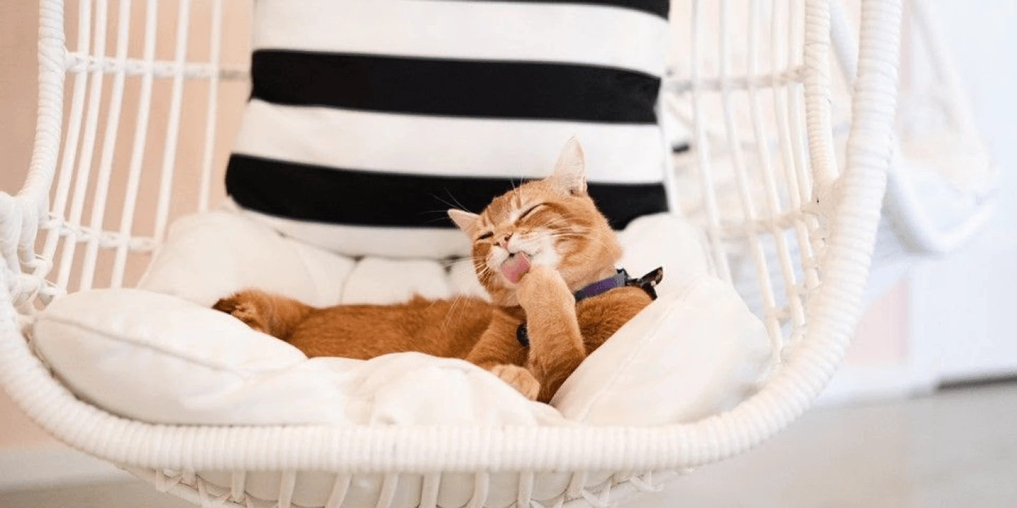 Special ways to hang with special cats