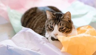 Easter Egg Hunt (Seattle & Bellingham): Book Meow