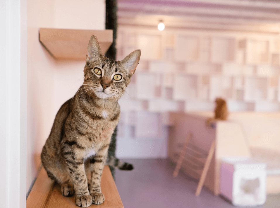 NEKO: A Cat Cafe in Seattle, WA & Bellingham, WA | NEKO: A Cat