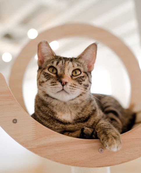 Freya | NEKO Cat Cafe Bellingham | NEKO: A Cat Cafe | SIP THE