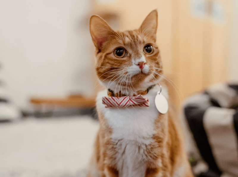 Seattle Menu: See Menu