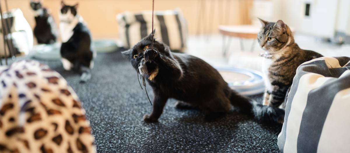 ネコネコcafe  Seattle | NEKO: A Cat Cafe | SIP THE DRINKS. PET THE CATS