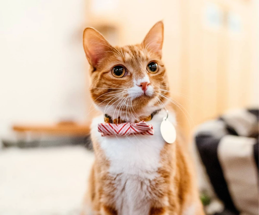 At our flagship location in Capitol Hill, NEKO Seattle is where the dream began