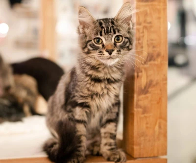 Cat Room Visit (Seattle): Book Meow