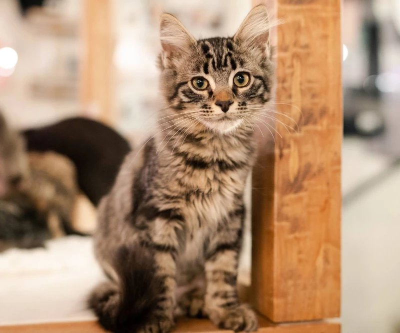 Cat Room Visit (Seattle): Book Meow