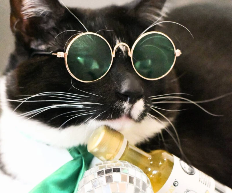 Purrivate Cat Room Visit (Seattle): Book Meow