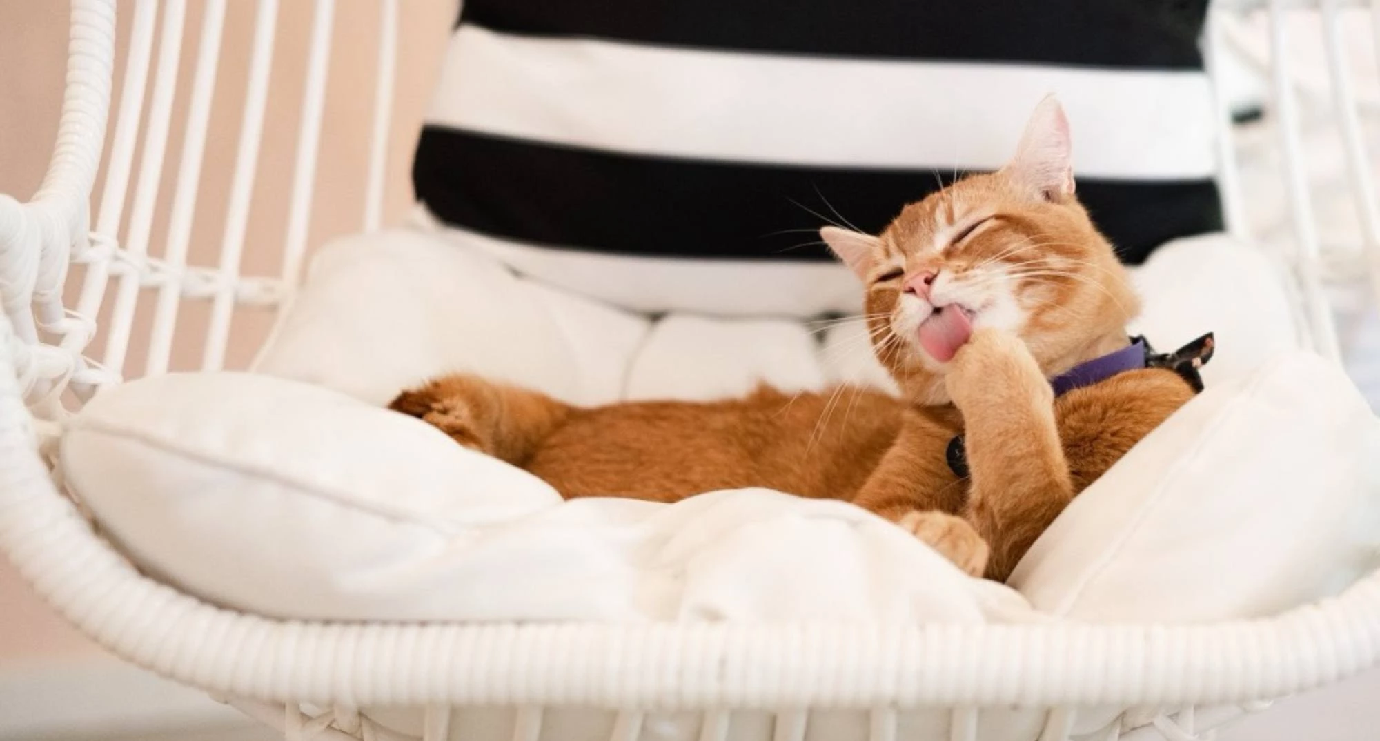 Reserve your seat In the cat room