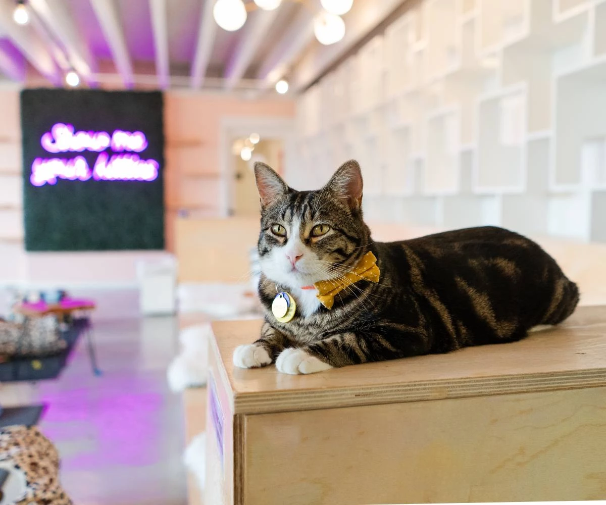 What is a Cat Cafe?