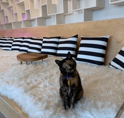 Bellingham Menu: See Menu