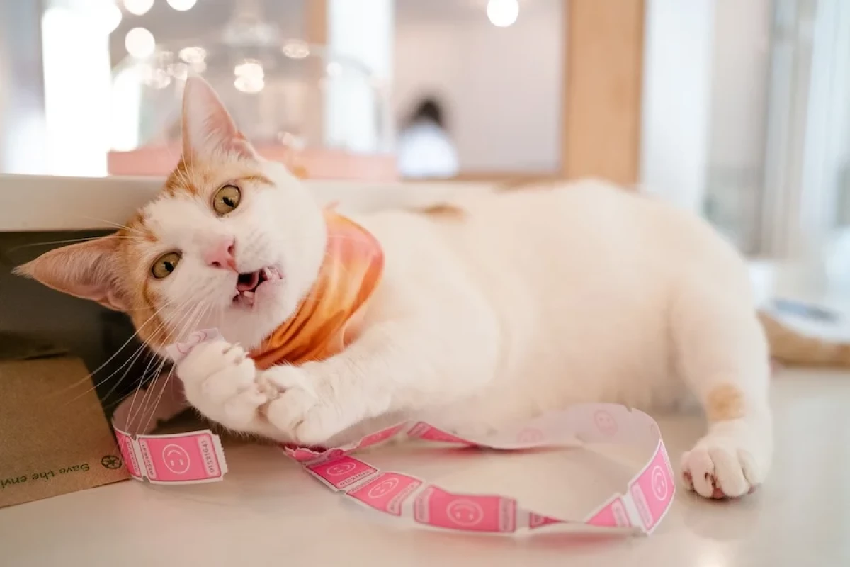 CAT ROOM VISIT GIFT CARD