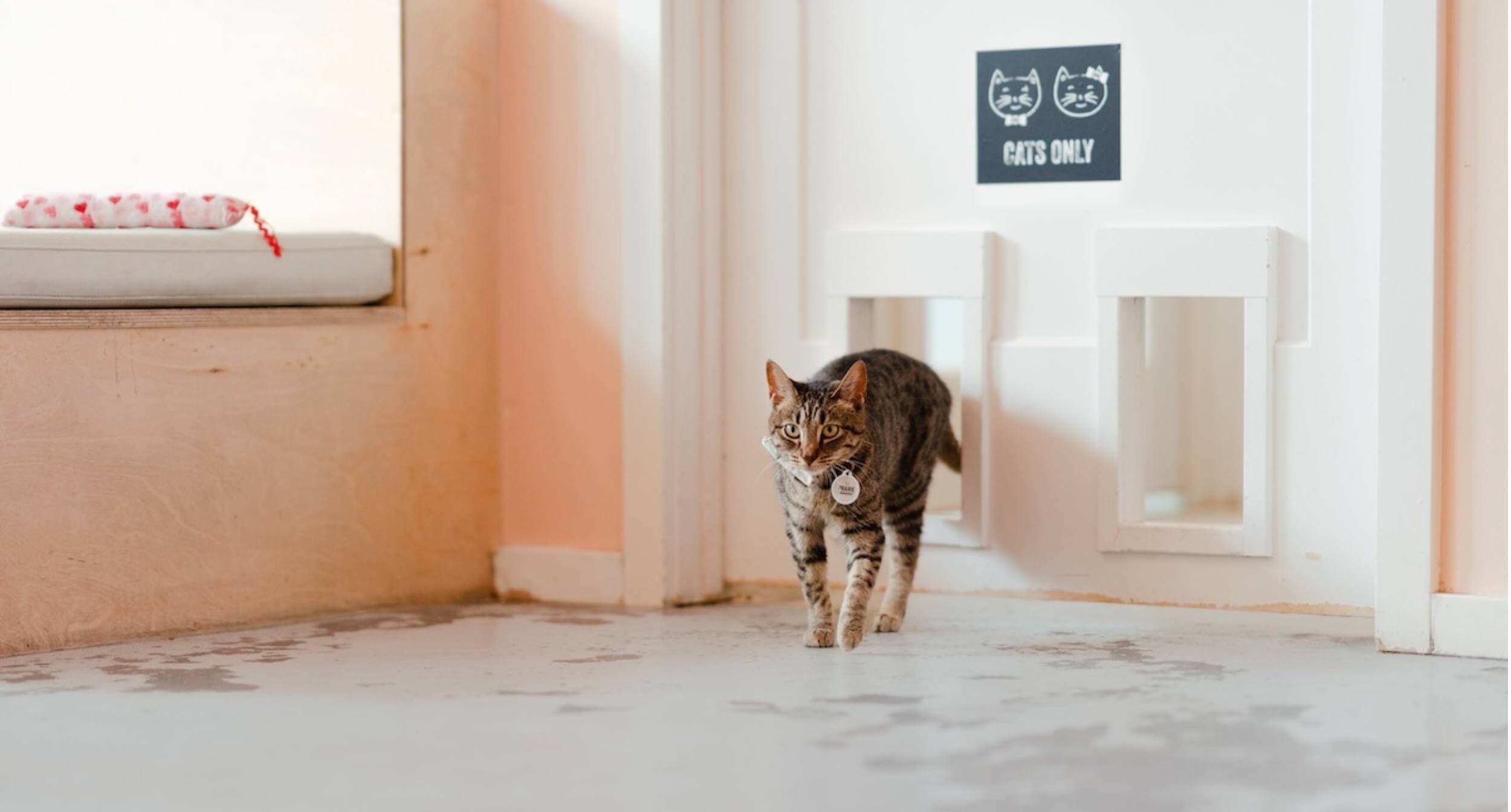 About Us | NEKO: A Cat Cafe | SIP THE DRINKS. PET THE CATS