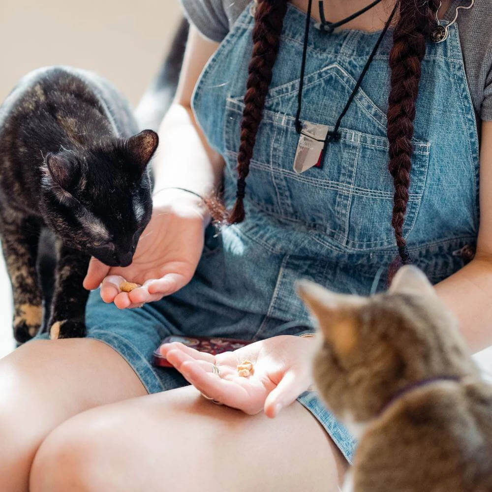 Drinks, Snacks, and a Whole Lotta Cats.