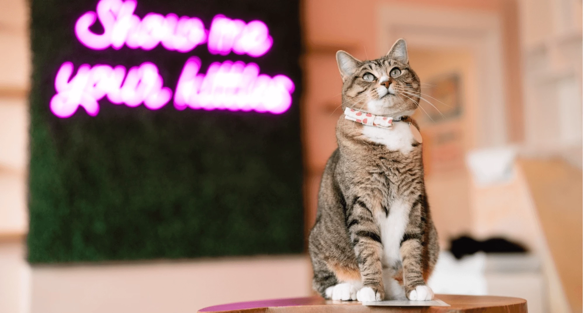 Happy Cats are Our Number One Purriority