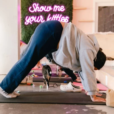 Cat Yoga Session (Bellingham): Book Meow