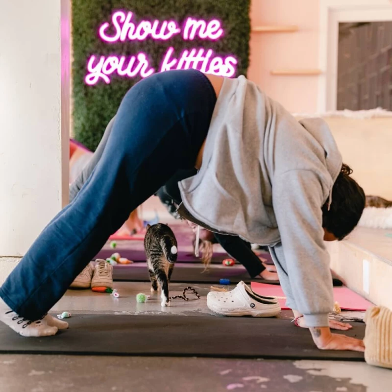 Cat Yoga Session (Bellingham): Book Meow