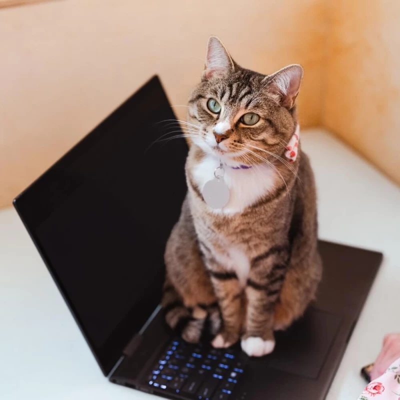 Work/Study/Purr Visit (Bellingham): Book Meow