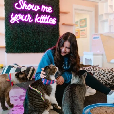 Cat Room Visit (Bellingham): Book Meow