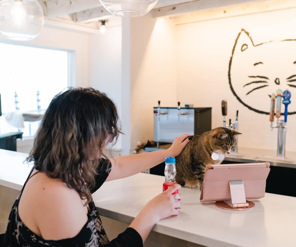 ネコネコcafe  NEKO Cat Cafe Seattle - Seattle, WA | joe coffee