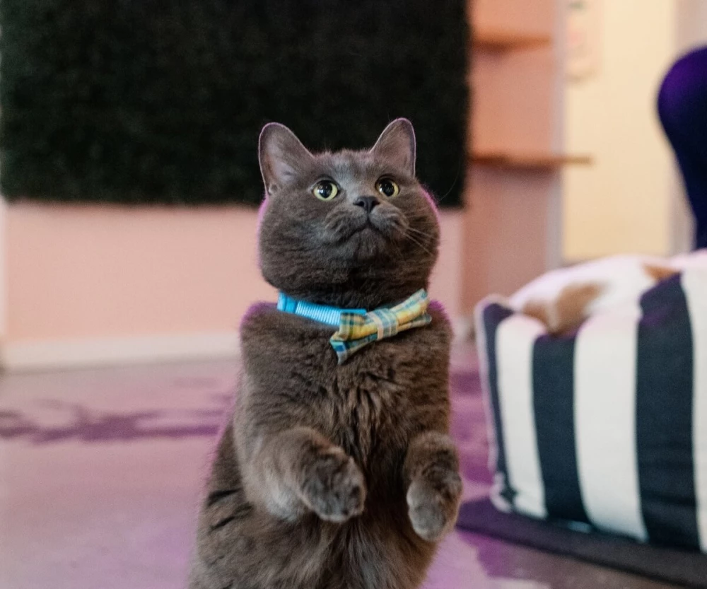 Join Us for Drinks, Snacks, & Adoptable Cats!