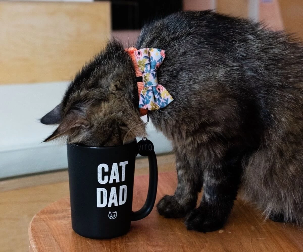 IN-STORE & ONLINE MERCH GIFT CARDS