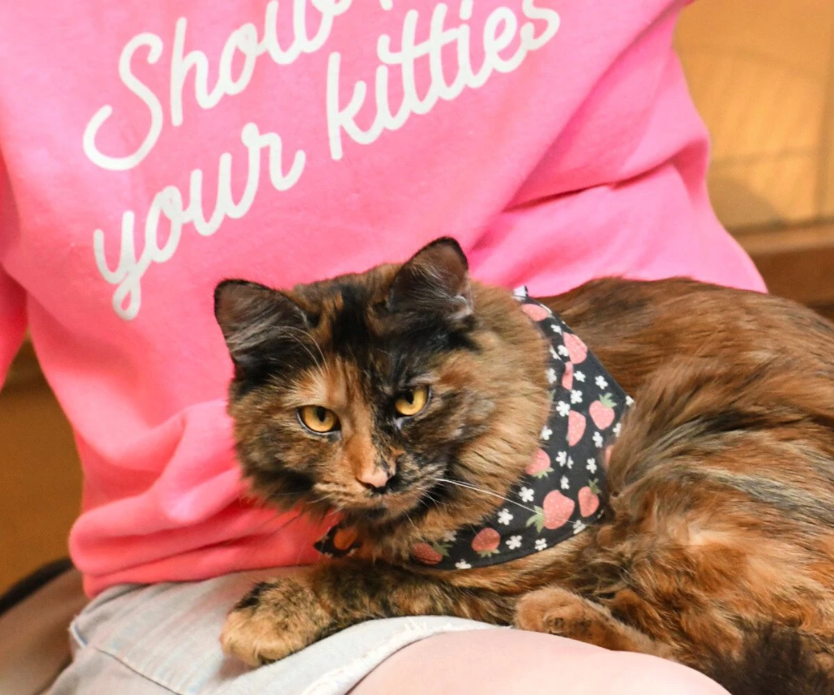 SEATTLE CAT ROOM VISIT CARDS