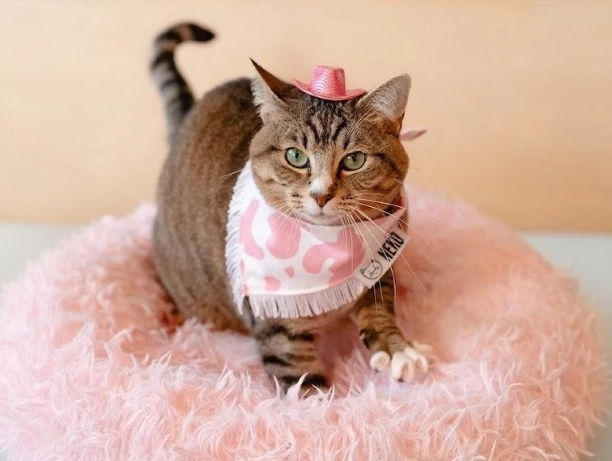 Kitty-Appurroved Catnip Kickers!