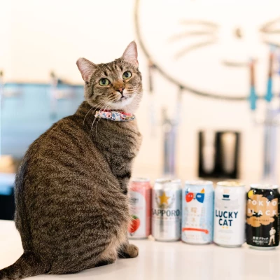 Happy Meowr (Seattle & Bellingham): Book Meow