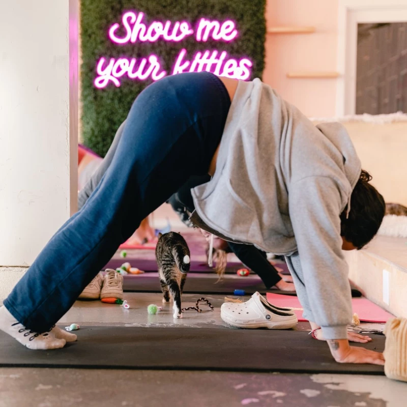 Cat Yoga (Bellingham): Book Meow