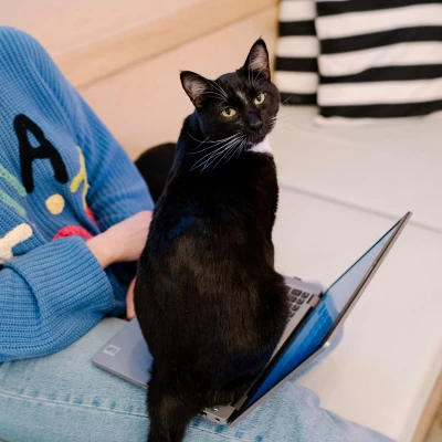 College Day (Bellingham): Book Meow