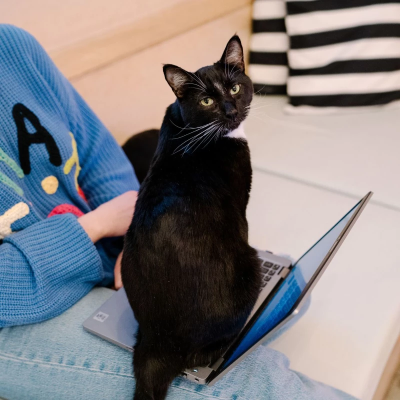 College Day (Bellingham): Book Meow