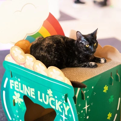 St Catty's Day (Seattle & Bellingham): Book Meow