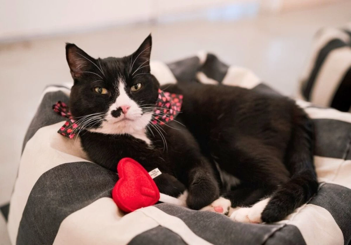 Blood Donation for Pets