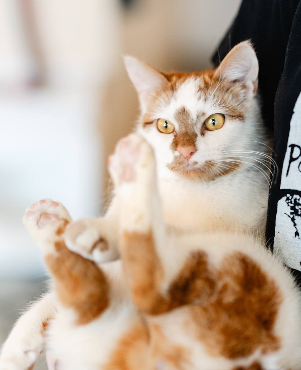 Jo March | NEKO Cat Cafe Bellingham | NEKO: A Cat Cafe | SIP THE