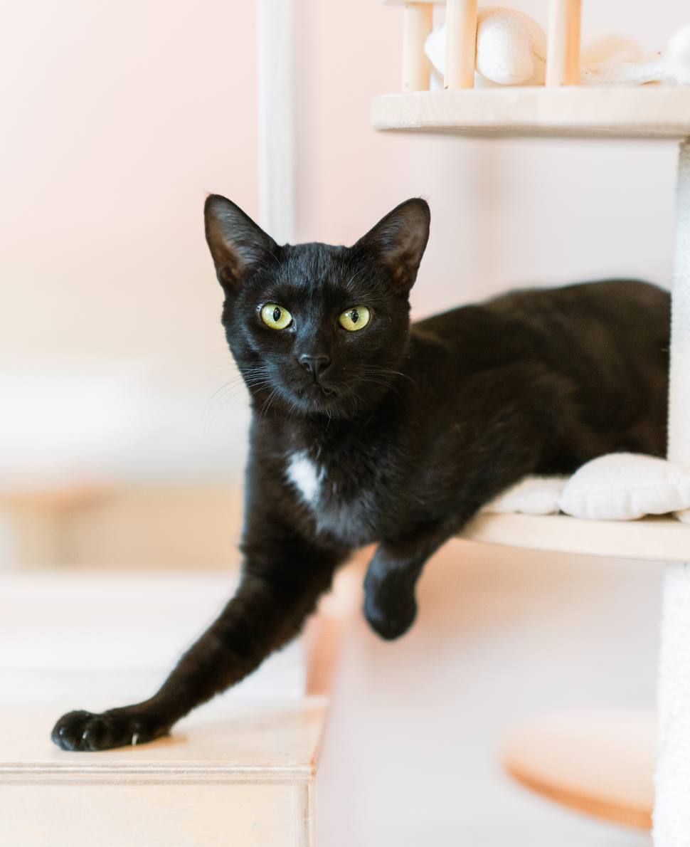 Katniss Everdeen at NEKO Cat Cafe Bellingham | NEKO: A Cat Cafe