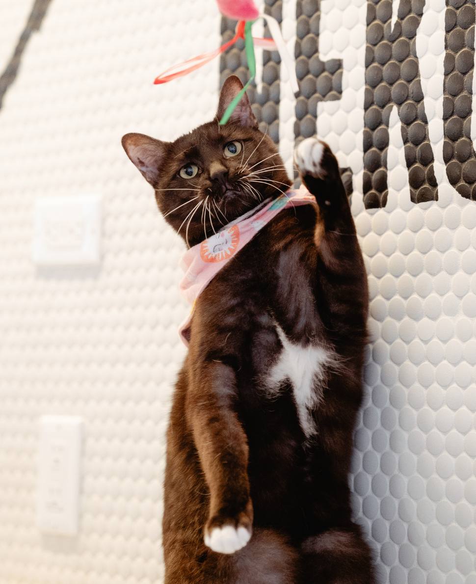 Xena: Warrior Purrincess | NEKO: A Cat Cafe | SIP THE DRINKS. PET