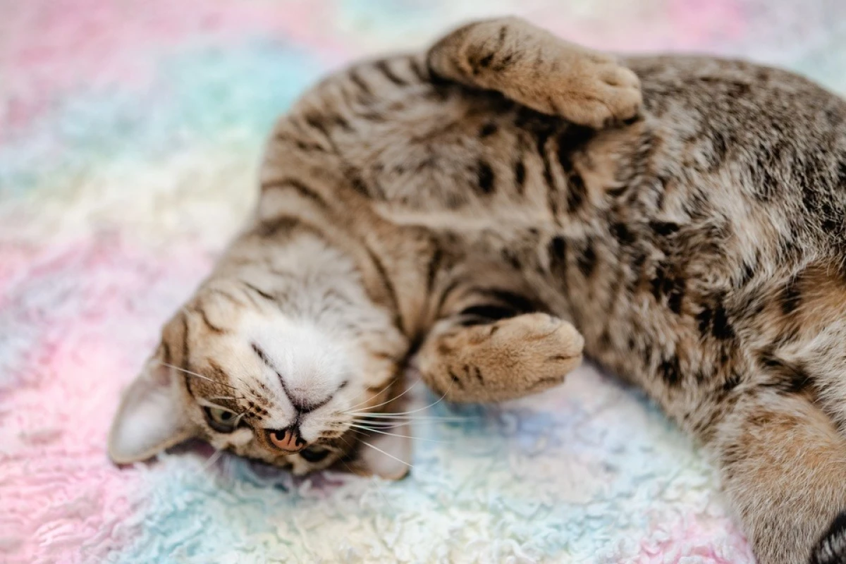 A Totally Sincere Video About Cats