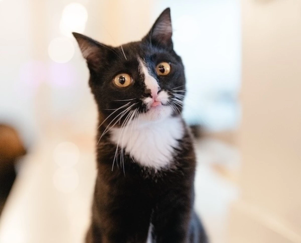 How Good Purroduct Testers are Made