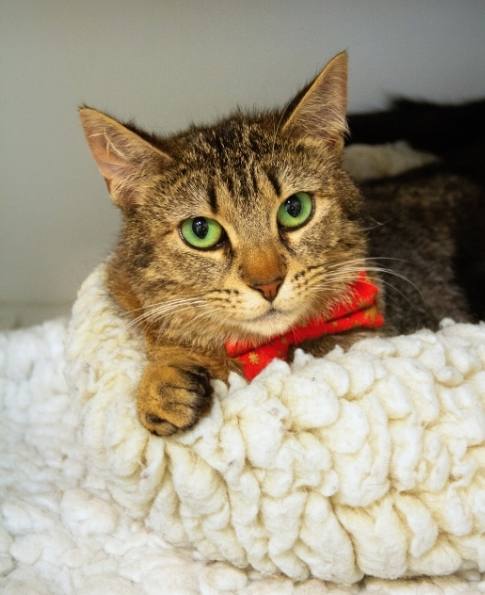 Caitlyn | NEKO Cat Cafe Seattle | NEKO: A Cat Cafe | SIP THE
