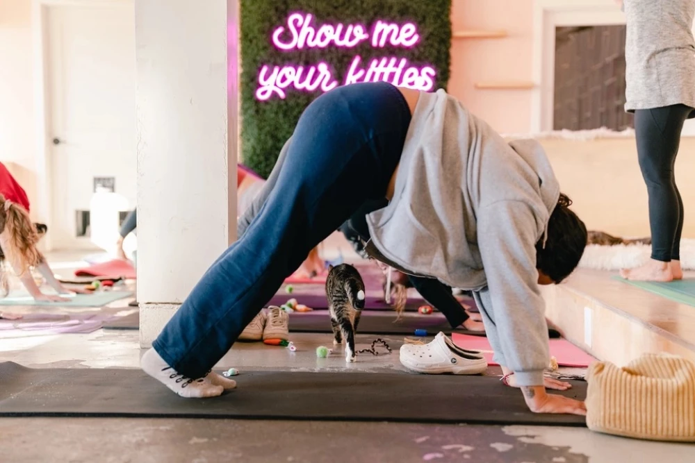 Cat Yoga
