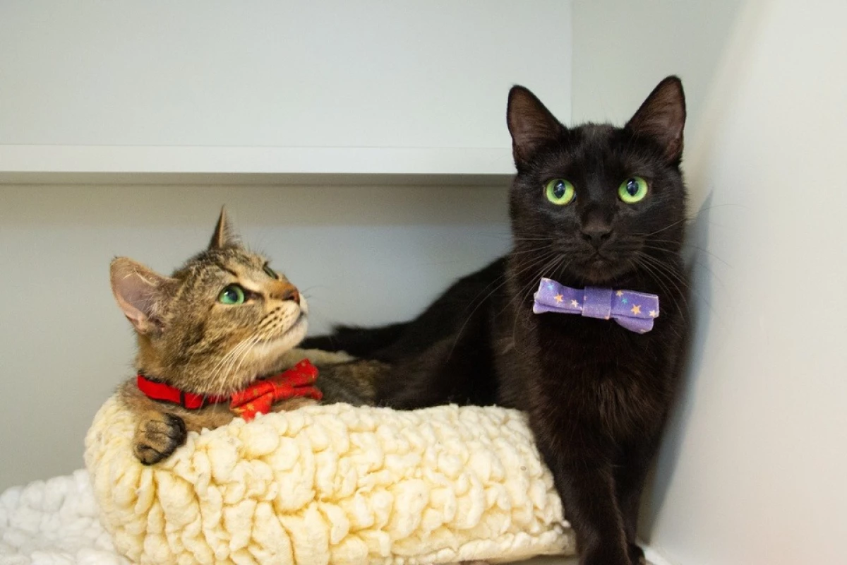 Cait & Vi's Magical Reunion