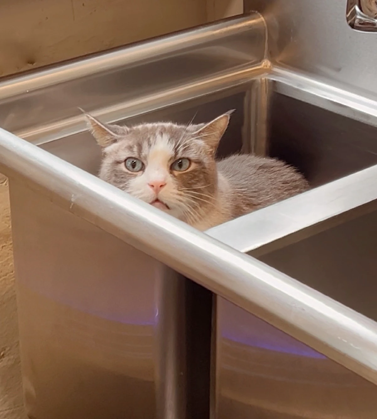 Rigatony's in the Sink