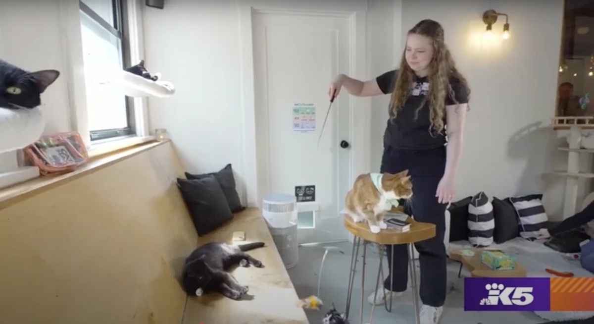 Evening Magazine Celebrates Bloodworks GIVE BLOOD. RESCUE A HUMAN. Campaign! Evening Magazine (King 5) visits NEKO Cat Cafe with Bloodworks Northwest to highlight a staff member whose life was saved by transfusions of donated plasma after suffering from PANDAS as a kid.