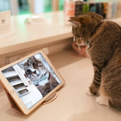 Cat Video Fest (SIFF Cinema Uptown): Get Your Paws on Tickets (SIFF)