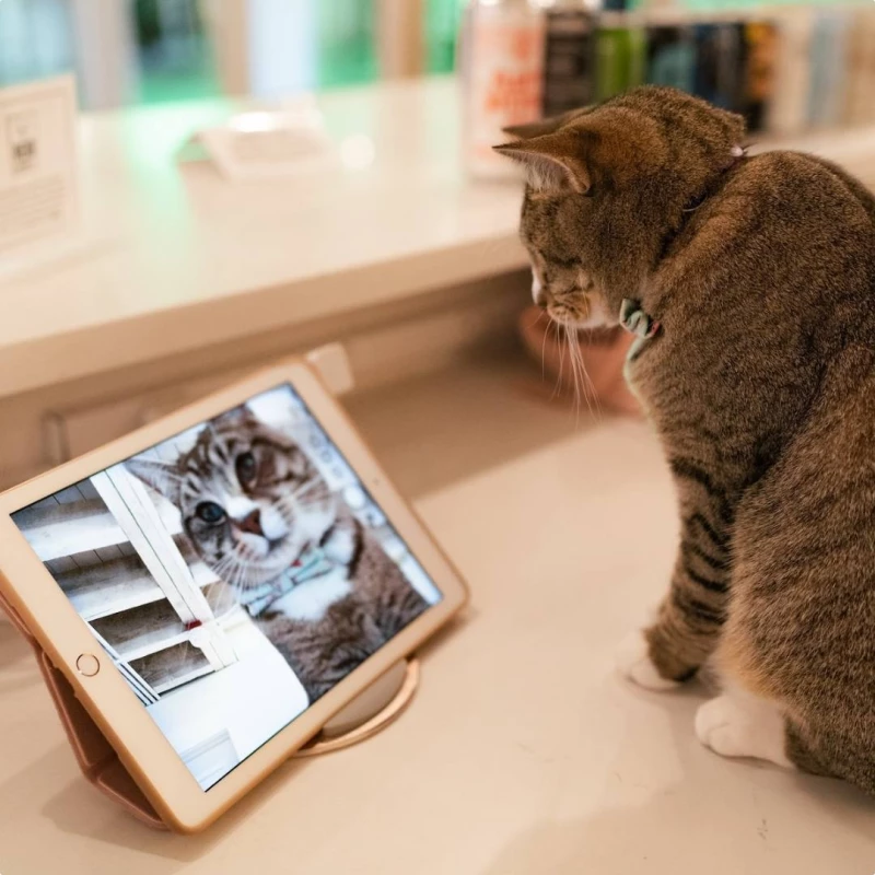 Cat Video Fest (SIFF Cinema Uptown): Get Your Paws on Tickets (SIFF)