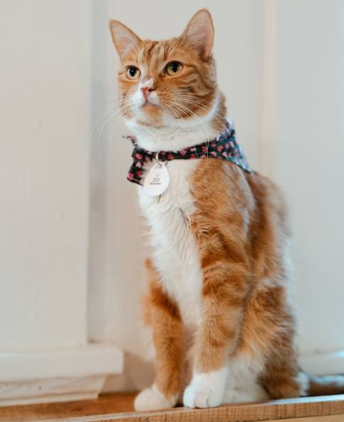 ネコネコcafe  Zest | NEKO Cat Cafe: Seattle | NEKO: A Cat Cafe | SIP THE DRINKS