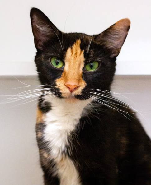 洋楽 animal car Super Cat Mandela Land Super Cat - Mandella Land